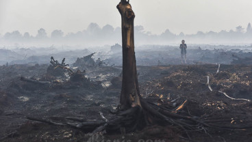 Kebakaran Hutan dan Lahan Hanguskan 270 Hektare Lahan di Jambi