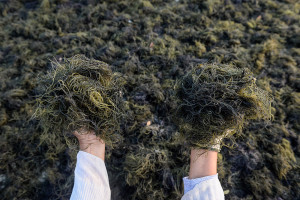 Fokus Pengembangan Industri Rumput Laut