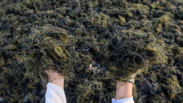 Fokus Pengembangan Industri Rumput Laut