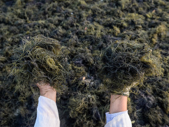 Fokus Pengembangan Industri Rumput Laut