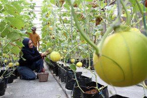 Wisata Petik Melon Milik BUMDes di Malang