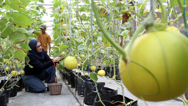 Wisata Petik Melon Milik BUMDes di Malang