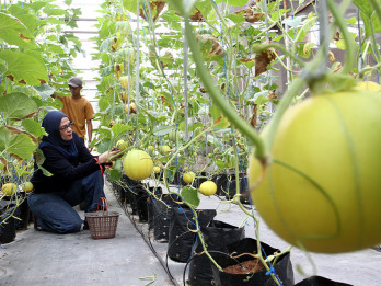 Wisata Petik Melon Milik BUMDes di Malang