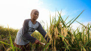 Bencana Tak Ganggu Produksi, Sawah di Garut Tetap Hasilkan 489 Ton Gabah