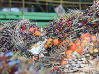Pemprov Sumbar Siapkan Regulasi untuk Penetapan Harga TBS Petani Swadaya