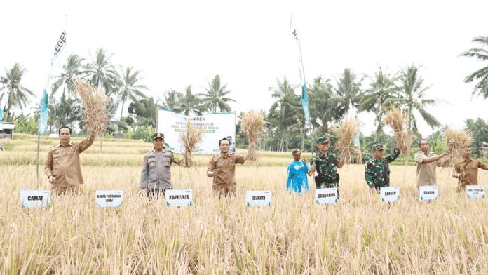 Panen Raya Padi Organik Berhasil Dilakukan Di Lombok Timur