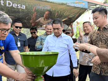 Bank Mandiri Perkuat Ekonomi Desa Melalui Budidaya Sorgum di Bogor