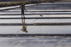 Petambak Mulai Produksi Garam