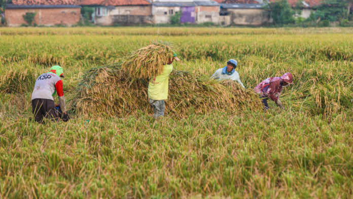 Mentan Amran Lapor ke Prabowo Program Cetak Sawah Berjalan Tepat Waktu