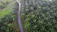 Sudah 5.000 Hektare Lahan Sawit di TNTN Diserahkan ke Negara
