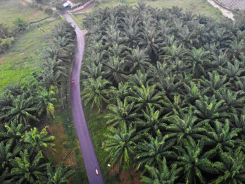 Sudah 5.000 Hektare Lahan Sawit di TNTN Diserahkan ke Negara