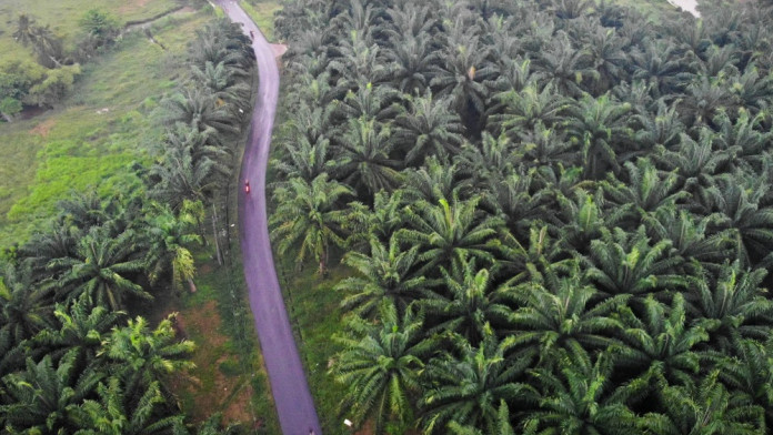 Sudah 5.000 Hektare Lahan Sawit di TNTN Diserahkan ke Negara