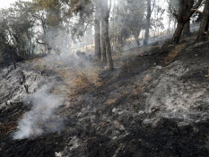 Angka Deforestasi di Kolombia Melesat 43% Sepanjang 2025
