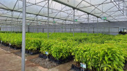 BLDF Gencar Tanam Pohon, Berminat ke Perdagangan Karbon?