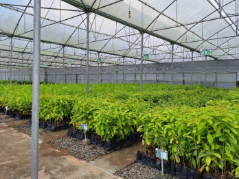 BLDF Gencar Tanam Pohon, Berminat ke Perdagangan Karbon?