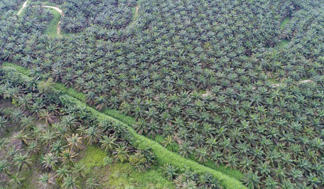 Emiten CPO Grup Salim (SIMP) Raih Penjualan Rp9,39 Triliun Semester I/2025