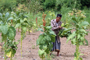 Panen Tembakau di Aceh Diserang Hama Ulat