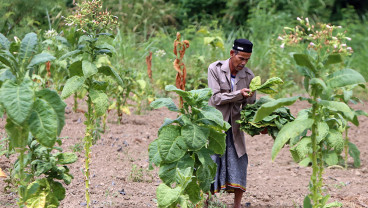 Panen Tembakau di Aceh Diserang Hama Ulat