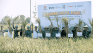 Dukung Ketahanan Pangan, Pupuk Kaltim Panen Raya Padi Agrosolution di Jombang