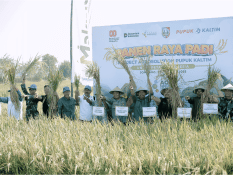 Dukung Ketahanan Pangan, Pupuk Kaltim Panen Raya Padi Agrosolution di Jombang