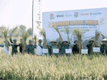 Dukung Ketahanan Pangan, Pupuk Kaltim Panen Raya Padi Agrosolution di Jombang