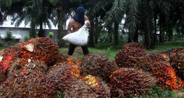 Haji Isam’s Business Partnerships Drive JARR & PGUN Profit Surg