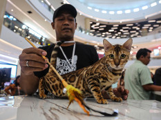 International Cat Show 2025 di Semarang