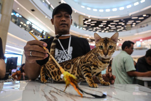 International Cat Show 2025 di Semarang