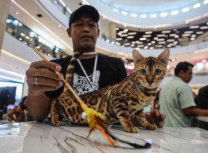 International Cat Show 2025 di Semarang