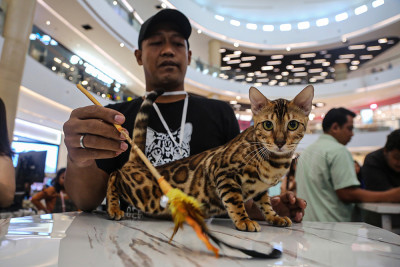 International Cat Show 2025 di Semarang