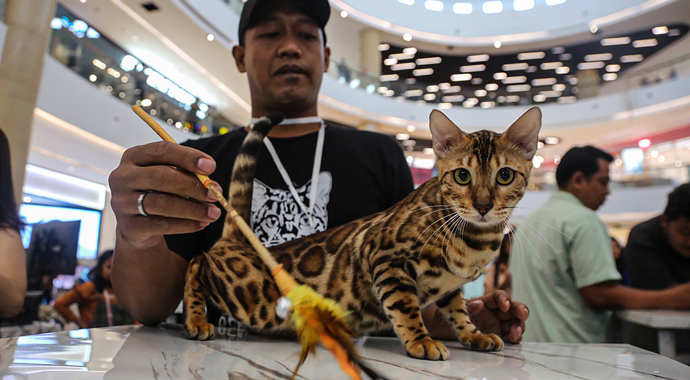 International Cat Show 2025 di Semarang