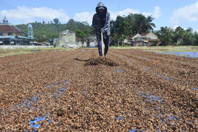Harga Kopi Robusta Turun di Jember