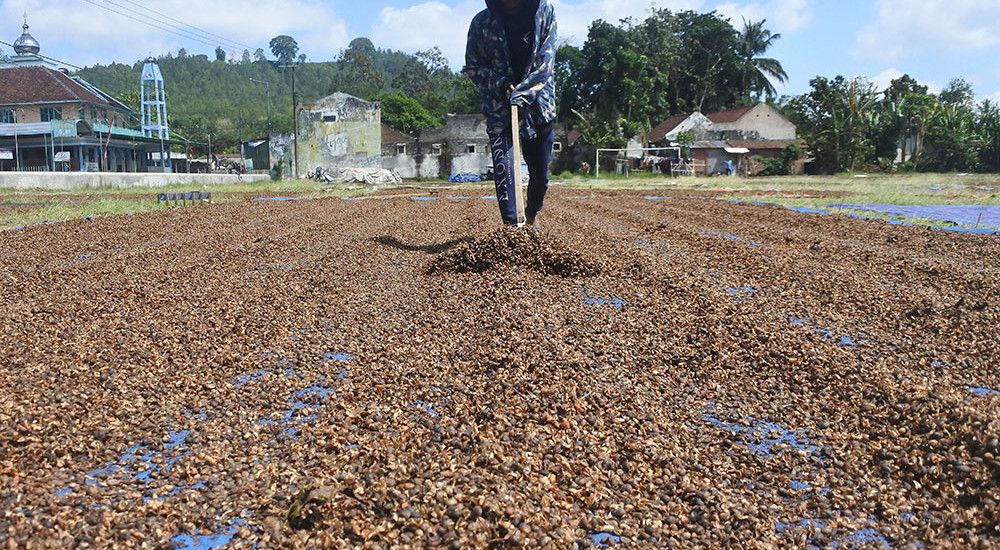 Harga Kopi Robusta Turun di Jember