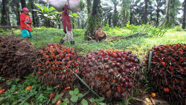 Cek Produksi CPO Emiten Sawit AALI, TAPG, hingga SMAR Paruh Pertama 2025