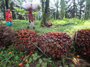 Cek Produksi CPO Emiten Sawit AALI, TAPG, hingga SMAR Paruh Pertama 2025