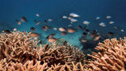 Great Barrier Reef Australia Alami Penurunan Tutupan dan Pemutihan Terumbu Karang