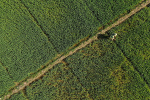 Pencetakan Lahan Sawah Baru Guna Pacu Ketahanan Pangan