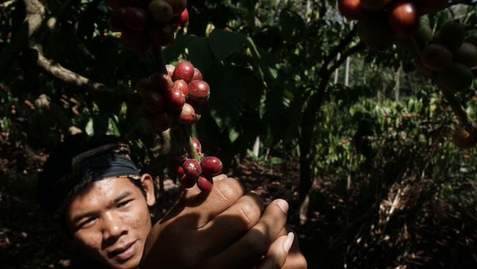 Harga Kopi Petani Sumsel Masih Fluktuatif Meski Ekspor Melonjak