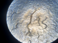 Spesies Baru Cacing Nematoda Ditemukan di Indonesia