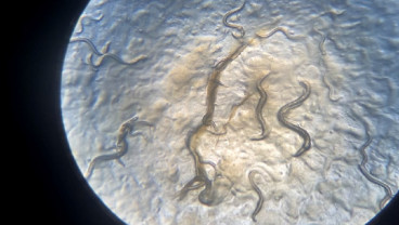Spesies Baru Cacing Nematoda Ditemukan di Indonesia