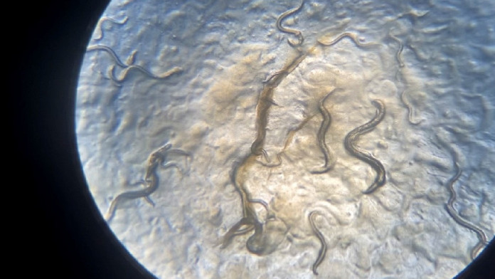 Spesies Baru Cacing Nematoda Ditemukan di Indonesia