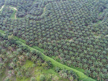 Apkasindo Dorong Penetapan Harga CPO Indonesia Lewat Bursa ICDX