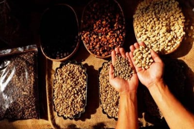 Sinyal Harga Kopi Kembali Pahit Kala Tarif Trump Mulai Berlaku