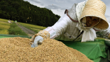Suhu Panas Ekstrem Ancam Produksi Beras Jepang