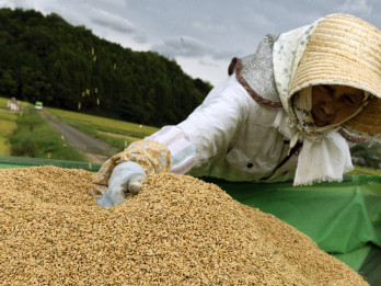Suhu Panas Ekstrem Ancam Produksi Beras Jepang