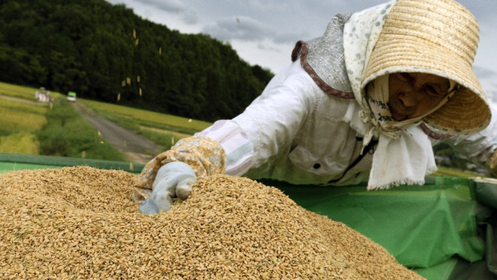 Suhu Panas Ekstrem Ancam Produksi Beras Jepang