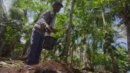 Gotong-royong Produksi Pupuk Organik, Desa Padang Toboh Ulakan Kini Tercipta Ekosistem Hijau