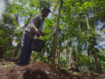Gotong-royong Produksi Pupuk Organik, Desa Padang Toboh Ulakan Kini Tercipta Ekosistem Hijau