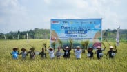 Panen Raya di Bangka Selatan, Pusri Palembang Dukung Swasembada Pangan