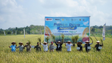 Panen Raya di Bangka Selatan, Pusri Palembang Dukung Swasembada Pangan